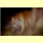 safari020.jpg